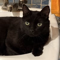 Thor [Permanent Foster] - Photo 2