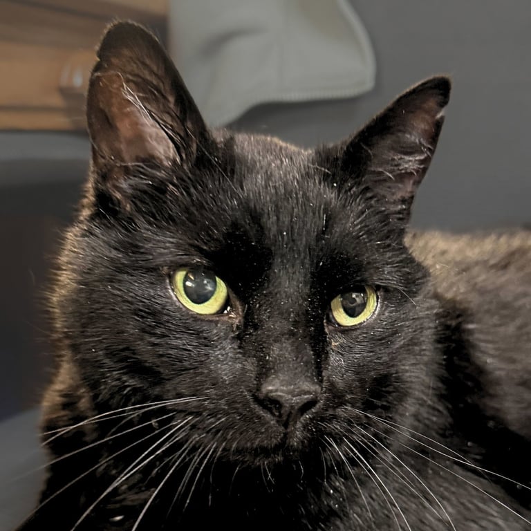 Thor [Permanent Foster] Image