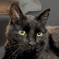 Thor [Permanent Foster] - Photo 1