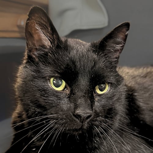 THOR [PERMANENT FOSTER] - Domestic Medium Hair available for adoption