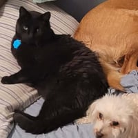 Thor [Permanent Foster] - Photo 4
