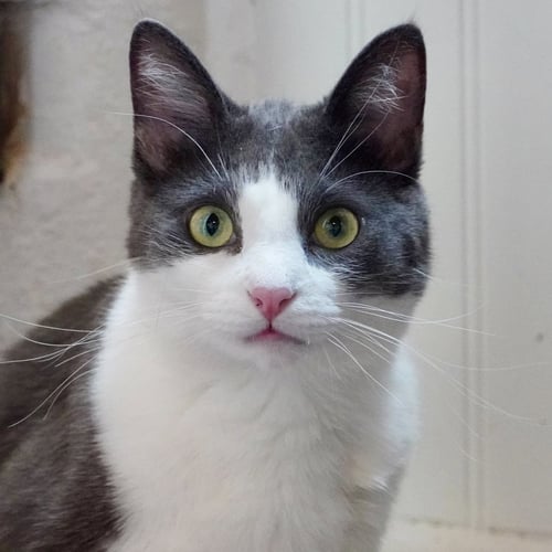 KERMIT - Domestic Short Hair available for adoption