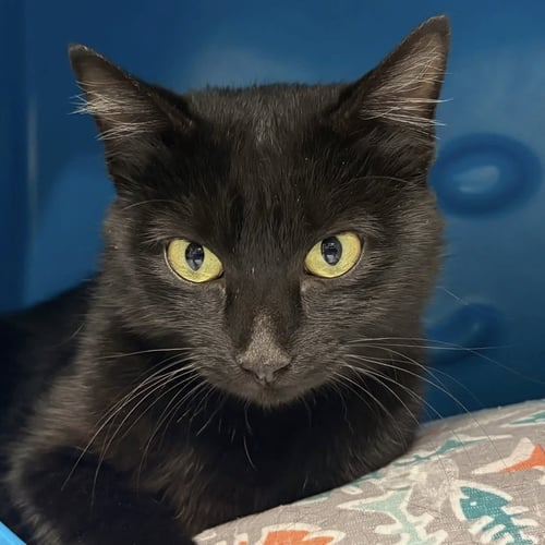 ALOY - Domestic Short Hair available for adoption