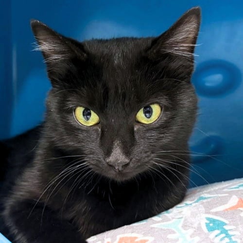 ALOY - Domestic Short Hair available for adoption