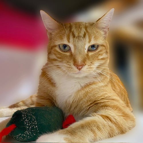 SIMON - Domestic Short Hair available for adoption