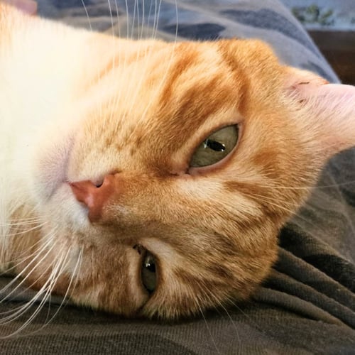 SIMON - Domestic Short Hair available for adoption
