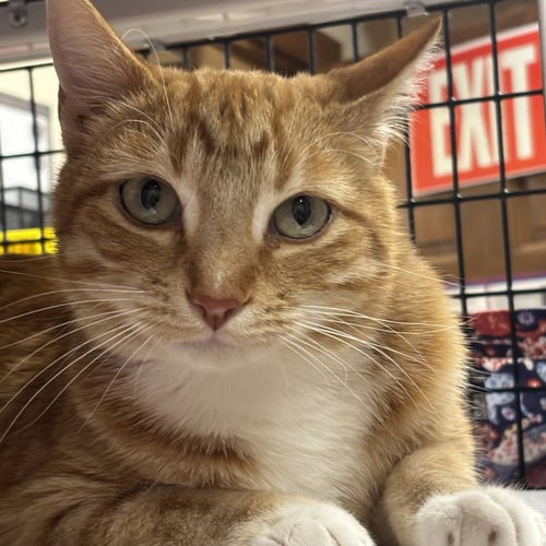 SIMON - Domestic Short Hair available for adoption