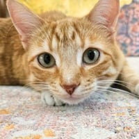 Simon - Photo 1