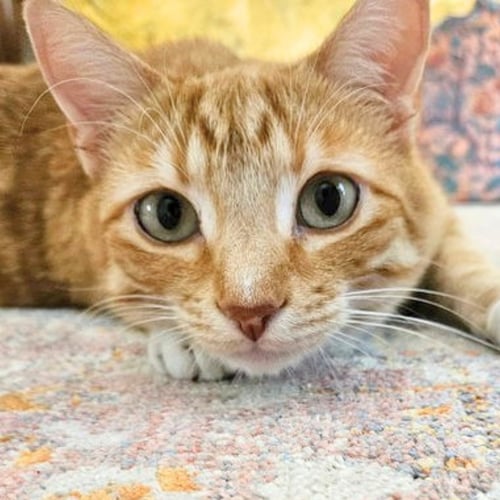 SIMON