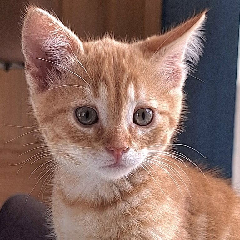 Ferdinand Image