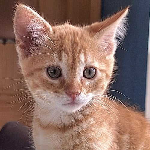 FERDINAND - Domestic Short Hair available for adoption