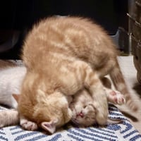 Ferdinand - Photo 2