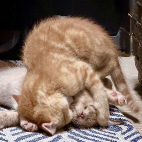 FERDINAND - Domestic Short Hair available for adoption