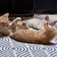 Ferdinand - Photo 3