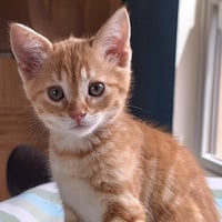 Ferdinand - Photo 4