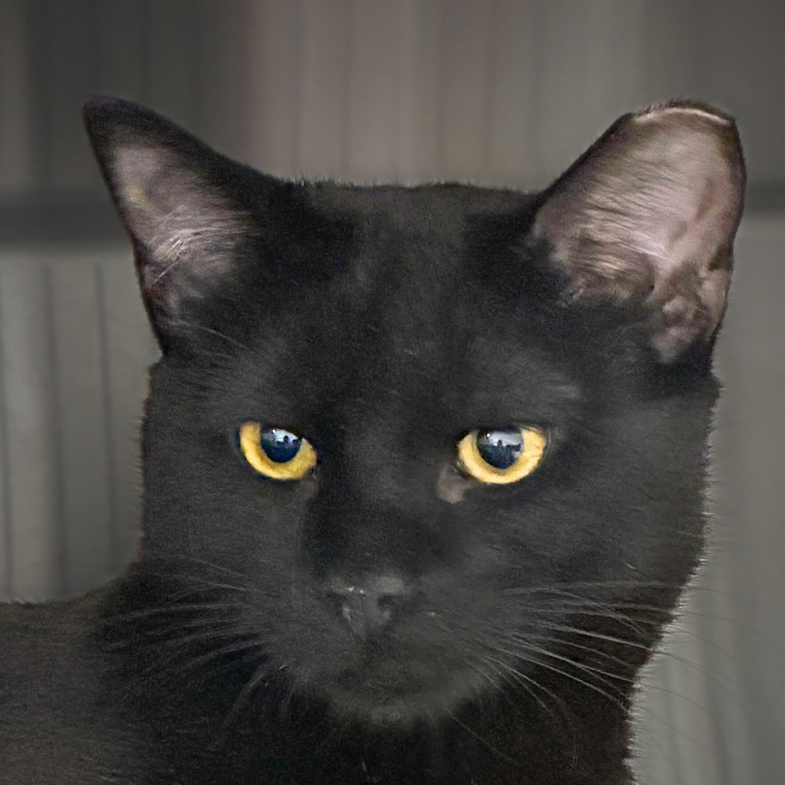 HANK WILLIAMS - Domestic Short Hair available for adoption