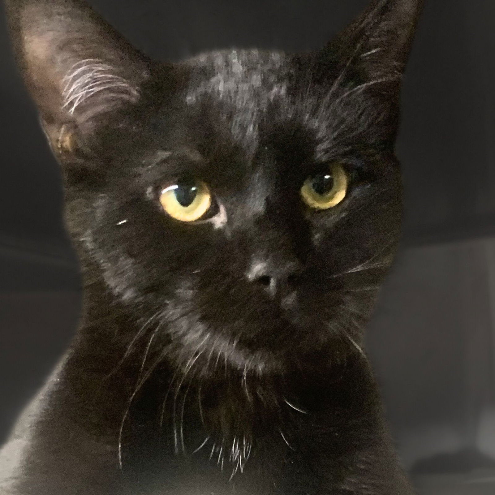 HANK WILLIAMS - Domestic Short Hair available for adoption