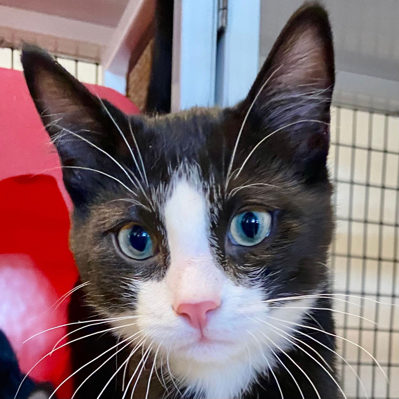 TROGDOR - Domestic Short Hair available for adoption