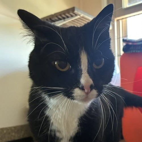 LUCILLE - Domestic Short Hair available for adoption