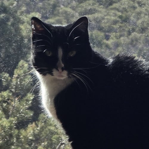 LUCILLE - Domestic Short Hair available for adoption