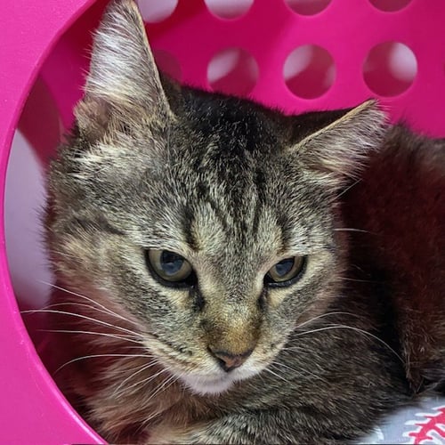 MR. GRAY - Domestic Short Hair available for adoption