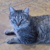 Mr. Gray - Photo 2