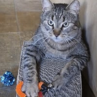 Mr. Gray - Photo 4