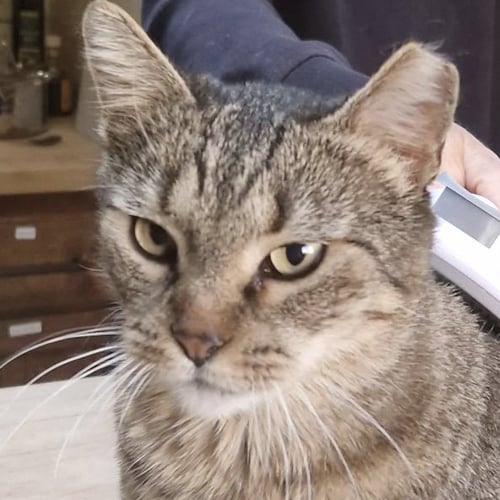 MR. GRAY - Domestic Short Hair available for adoption