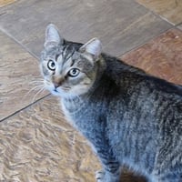 Mr. Gray - Photo 3