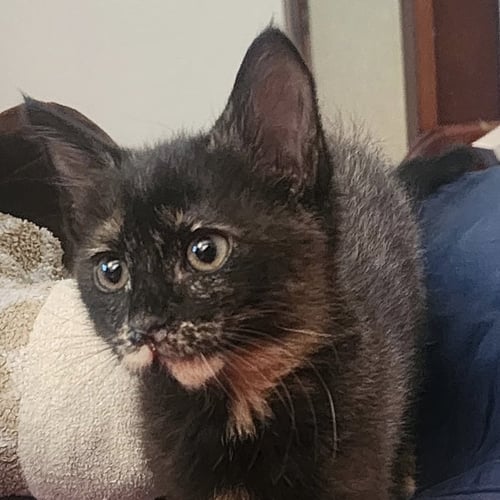 SALTED LICORICE [AND ZACH DE LA ROCHA] - Domestic Short Hair available for adoption