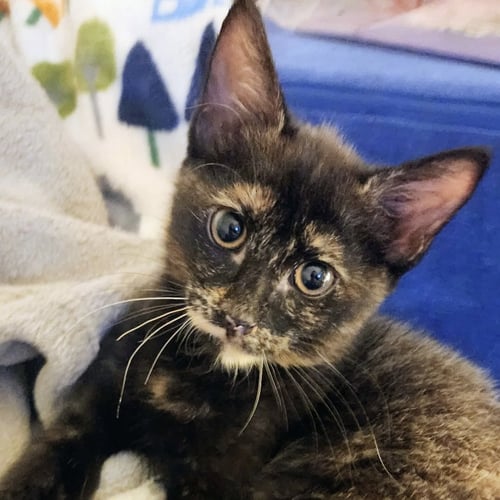 SALTED LICORICE [AND ZACH DE LA ROCHA] - Domestic Short Hair available for adoption