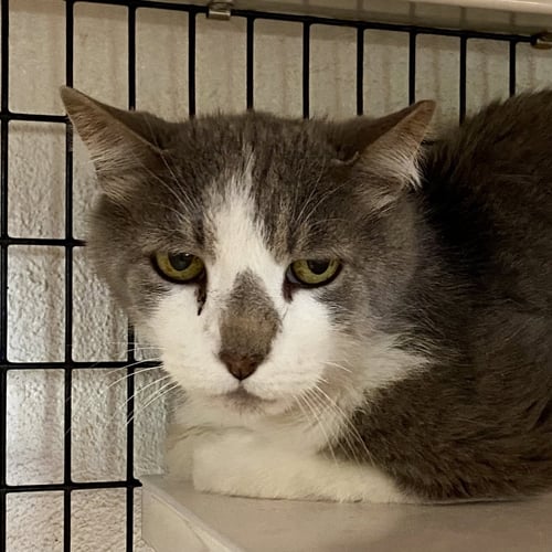 MICKEY - Domestic Short Hair available for adoption