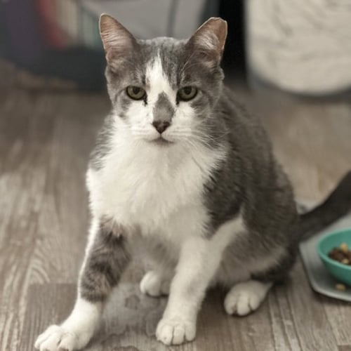 MICKEY - Domestic Short Hair available for adoption