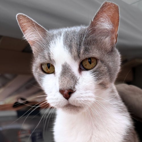 MICKEY - Domestic Short Hair available for adoption
