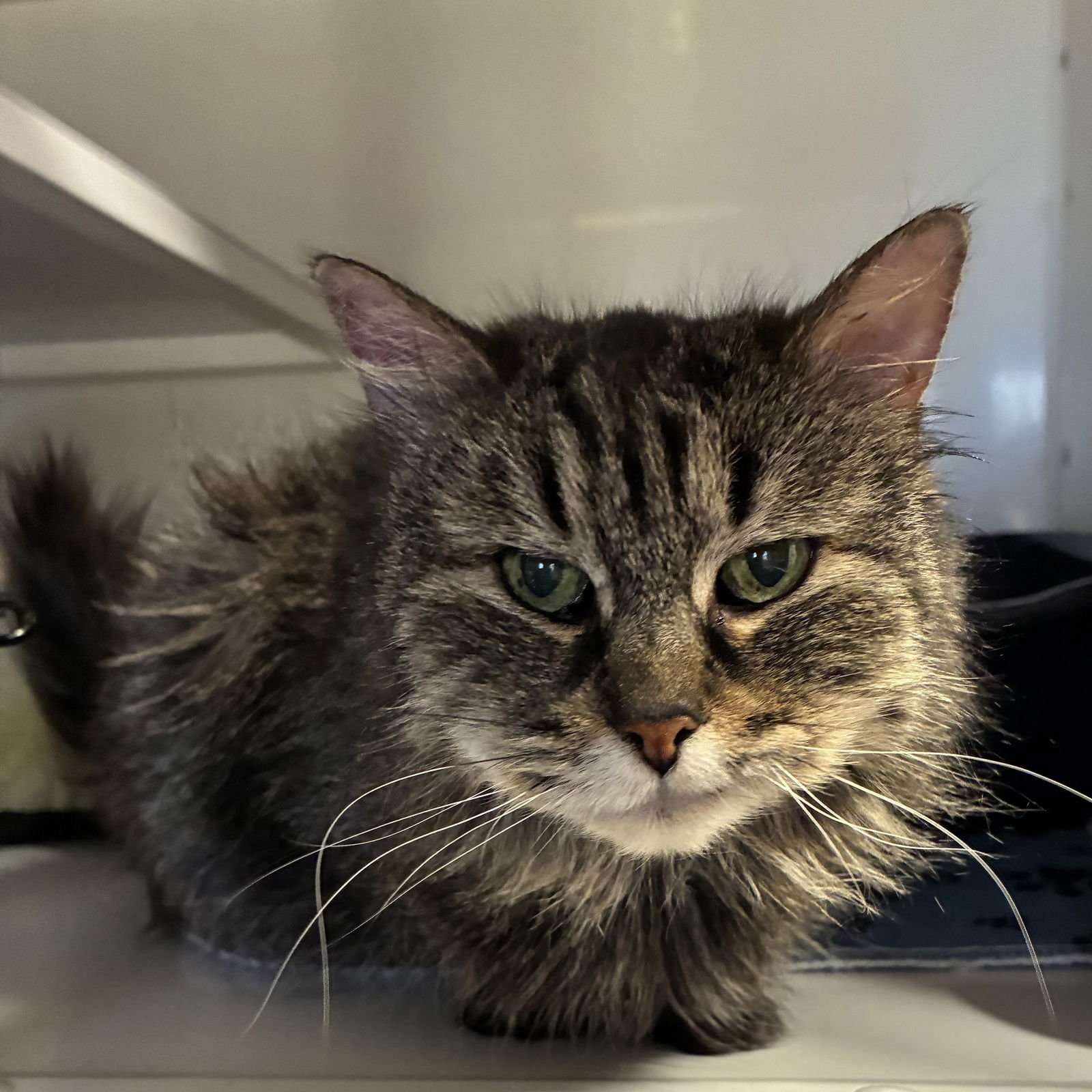 PHOEBE [PERMANENT FOSTER] - Domestic Medium Hair available for adoption