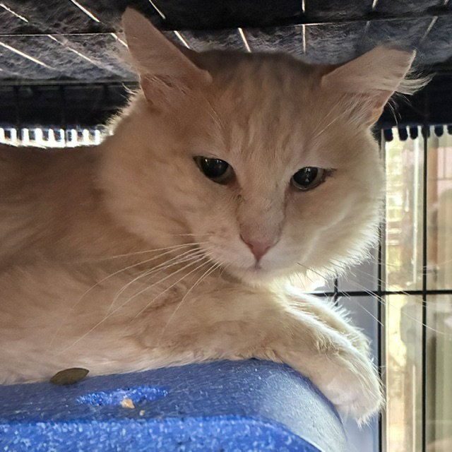Rupert Image