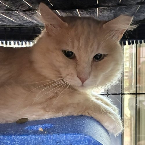 RUPERT - Domestic Long Hair available for adoption