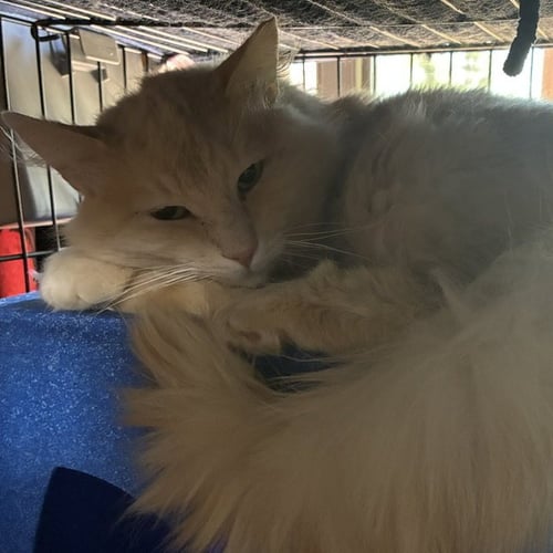 RUPERT - Domestic Long Hair available for adoption