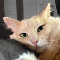 Rupert - Photo 2