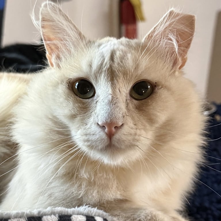 Rupert Image