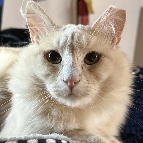 RUPERT - Domestic Long Hair available for adoption