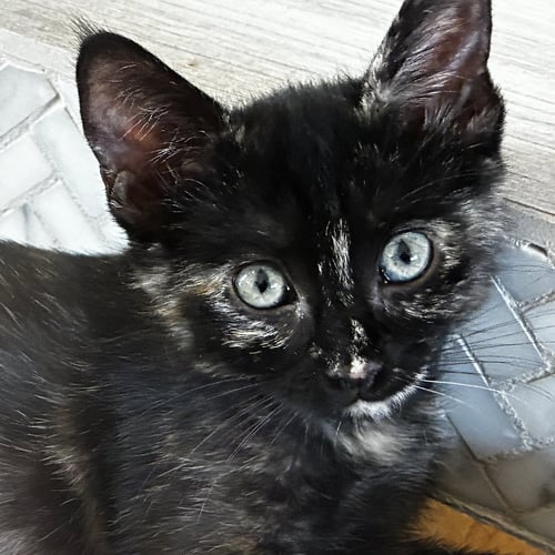 RIVEN [AND MYST] - Domestic Short Hair available for adoption