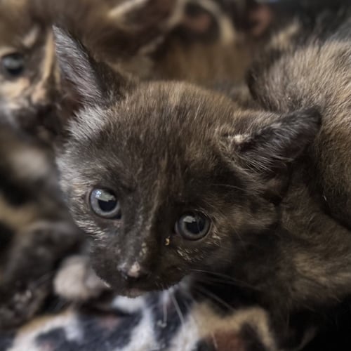 RIVEN [AND MYST] - Domestic Short Hair available for adoption