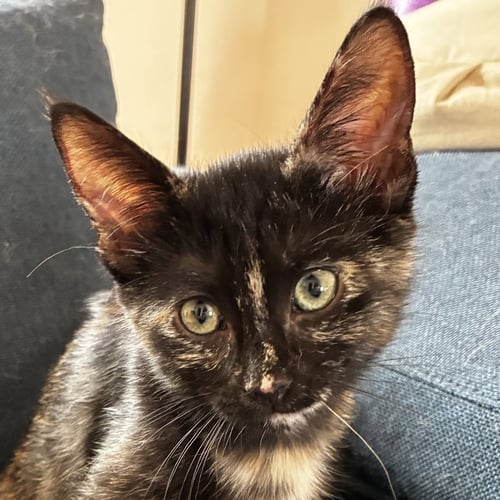 RIVEN [AND MYST] - Domestic Short Hair available for adoption