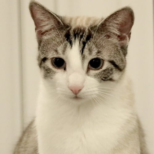 MARIE - Siamese / Colorpoint Shorthair available for adoption