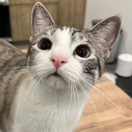 MARIE - Siamese / Colorpoint Shorthair available for adoption