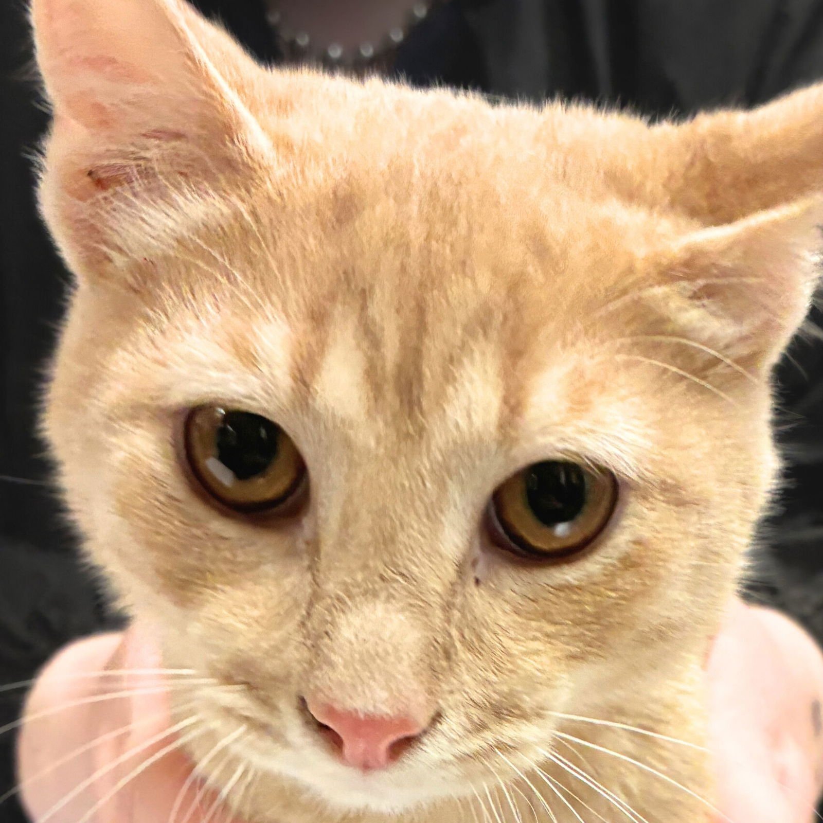 CURLY - Domestic Short Hair available for adoption