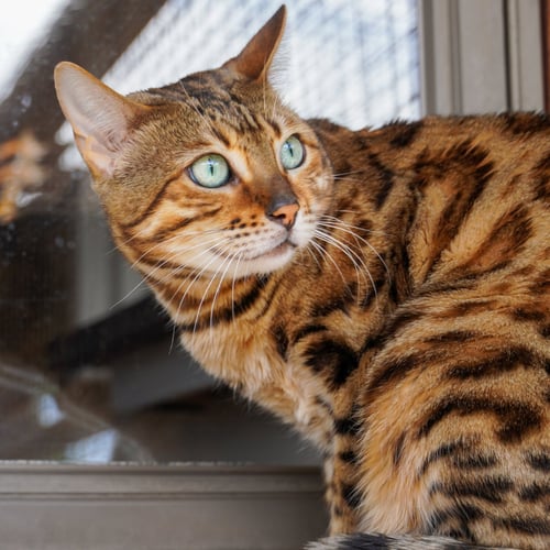 SAVARA - Bengal available for adoption