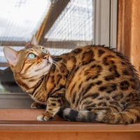 Savara - Photo 3