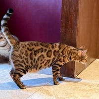 Savara - Photo 4